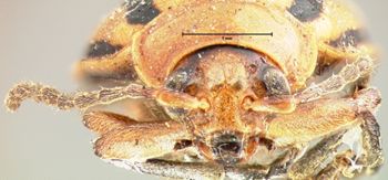 Media type: image; Entomology 18752   Aspect: head frontal view